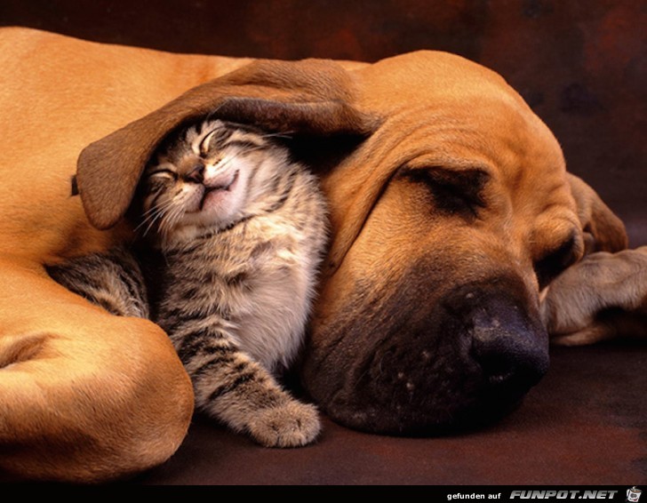 Hunde und Katzen - Tolle Freundschaft!
