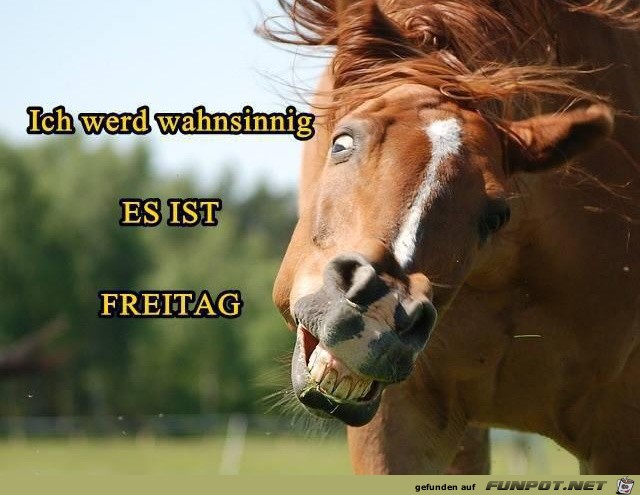 Freitag Freitag