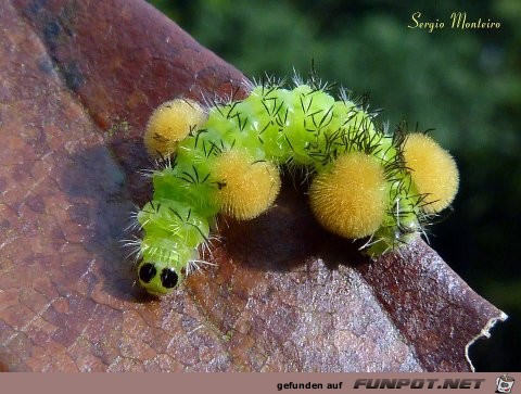 Welt der Insekten