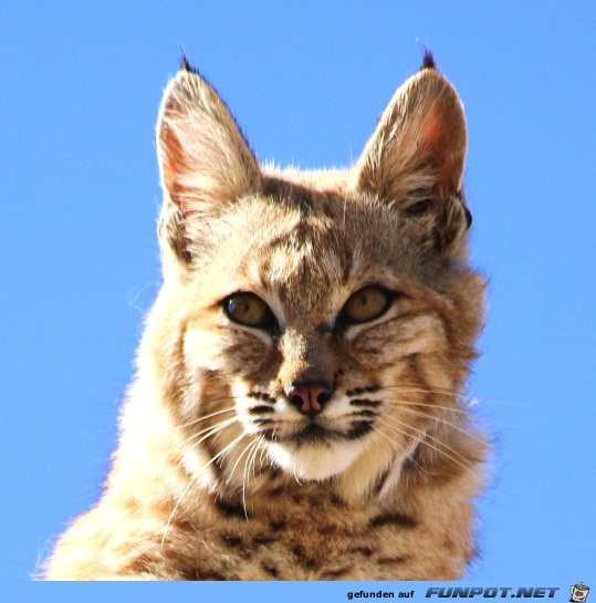 Luchs thront auf der Spitze eines Saguaro Kaktus