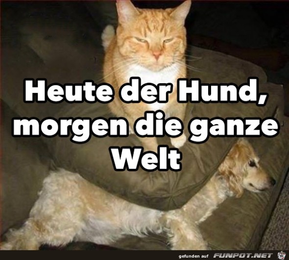 die ganze welt die ganze welt