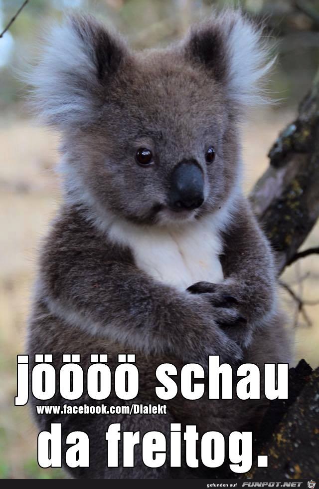 Joeoeoeoe schau