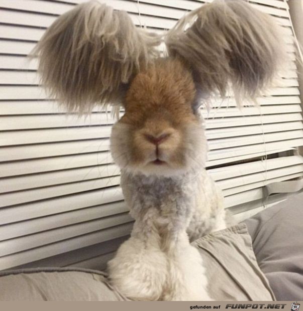 Wischmob oder Hase Wischmob oder Hase