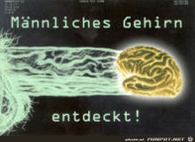 maennliches-gehirn maennliches-gehirn