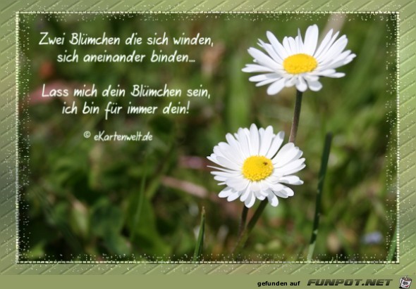 zwei Bluemchen zwei Bluemchen