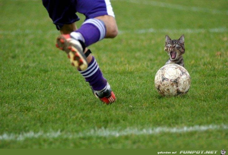 Fussball Katze