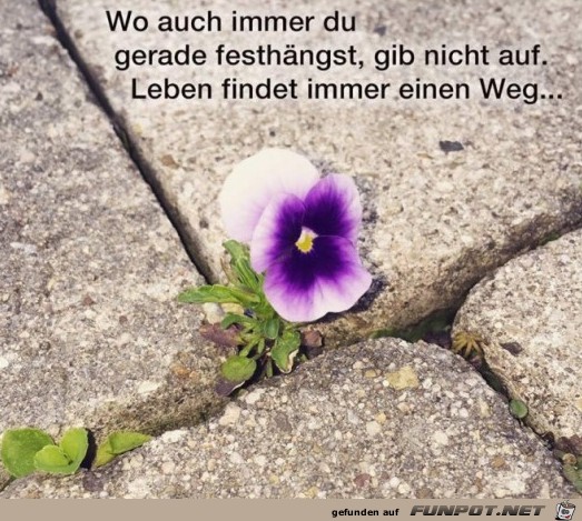 Wo auch immer