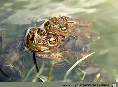 Frosch Frosch