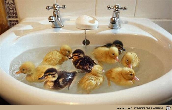 Tiere beim Baden Sind die nicht klasse 18