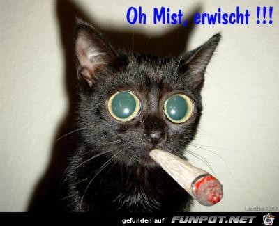 Mist - erwischt!