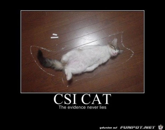 CSI Cat CSI Cat
