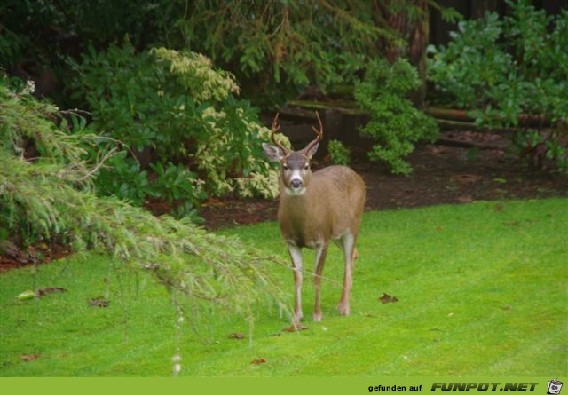 Ein Gru kam aus Port Hardy! Vancouver Island....