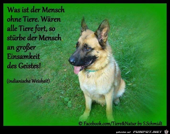 Ohne tiere