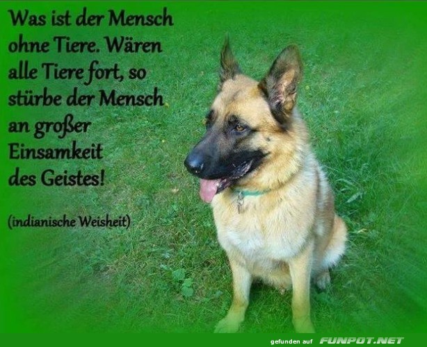 Ohne tiere