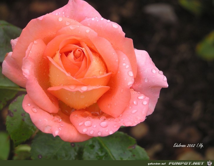 2002-Edelrose 2002-Edelrose
