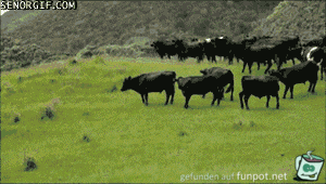 8965877 8965877