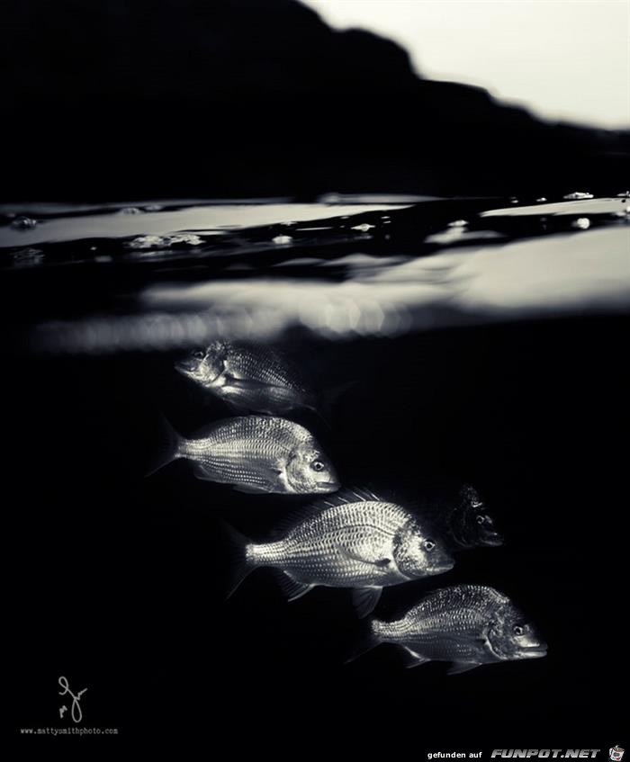 Ueber und unter Wasser 11 Ueber und unter Wasser 11