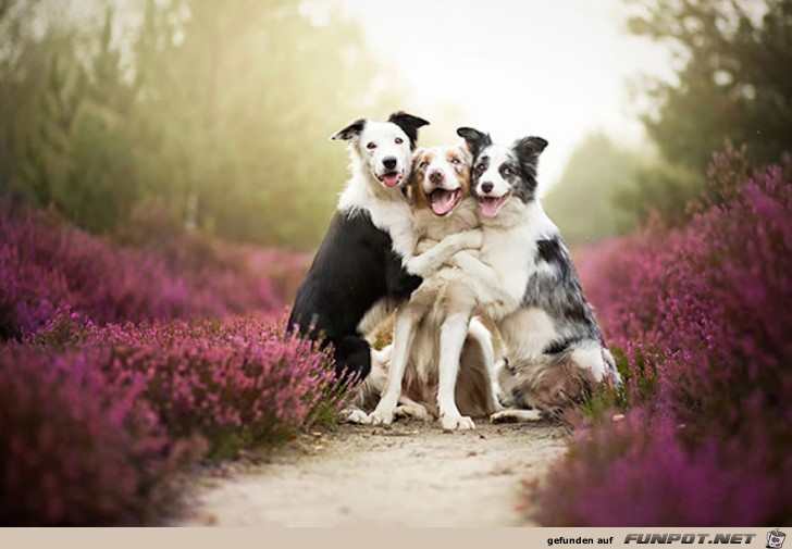 Beste Hunde-Freunde! So sieht wahre Freundschaft aus....