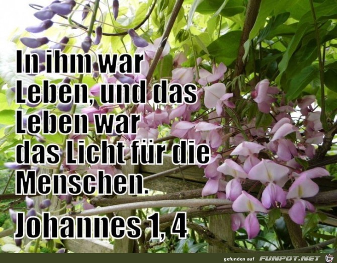 joh. 1.4 joh. 1.4