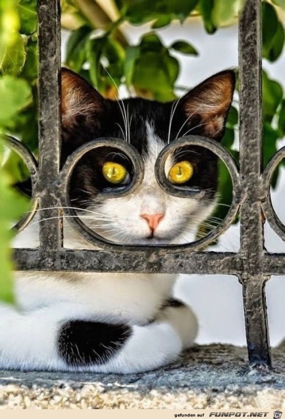 Super Katzen-Bilder - im richtigen Moment abgedrueckt 2 Super Katzen-Bilder - im richtigen Moment abgedrueckt 2
