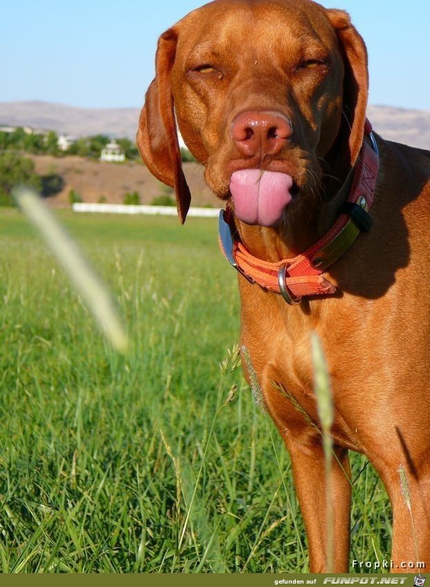 lustige Bilder von Hunden