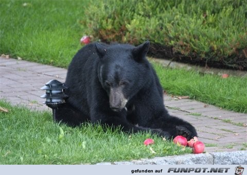 Bren, die in meinen Garten kommen in North...