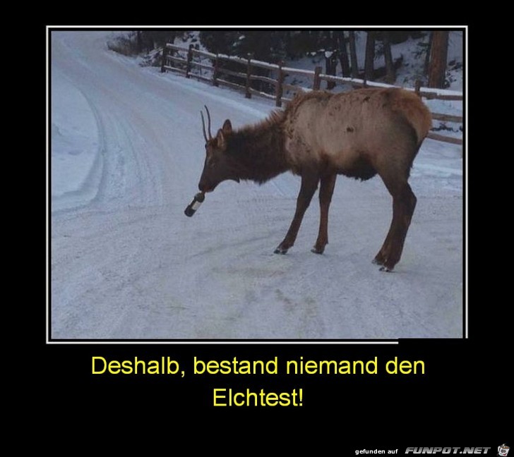 Elchtetst Elchtetst