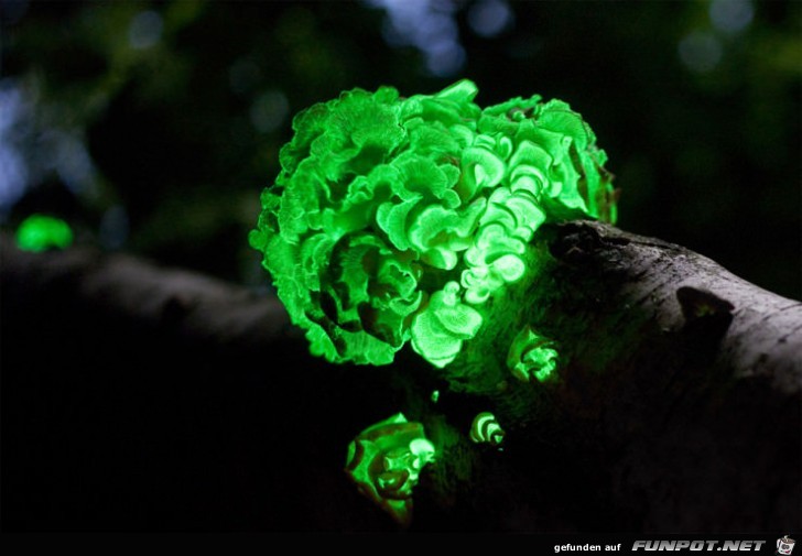 Wunder der Natur 19 Wunder der Natur 19