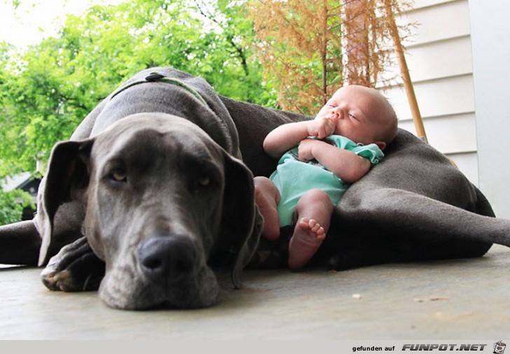 nette Bilder von Familienhunden!