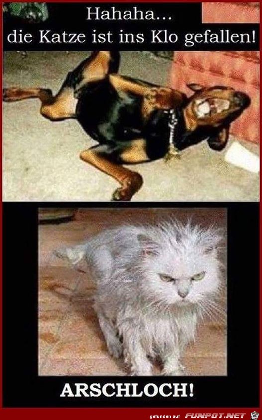 Katze nass Katze nass