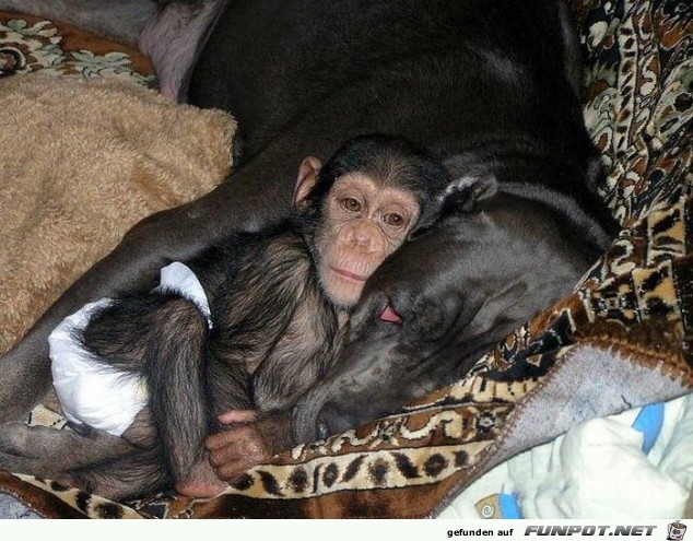 Baby Chimp.