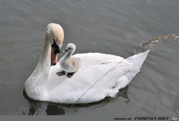 Tiermtter mit ihren Jungen. Nach dem Motto...