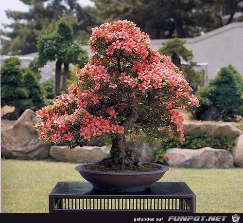 Blhende Bonsai-Bume...