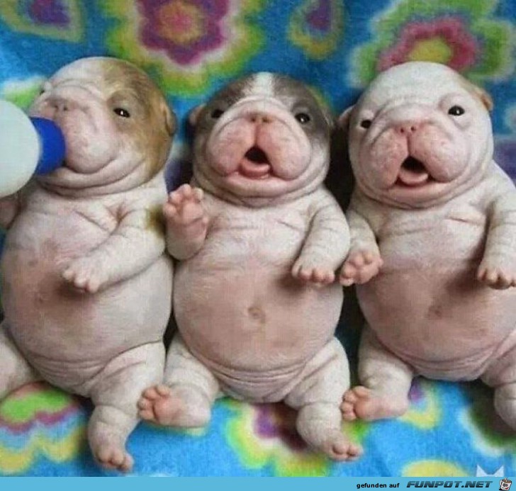 Diese Bulldoggen-Babys sind doch wirklich zum Knutschen.