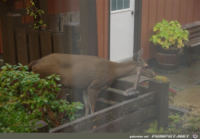 Ein Gru kam aus Port Hardy! Vancouver Island....