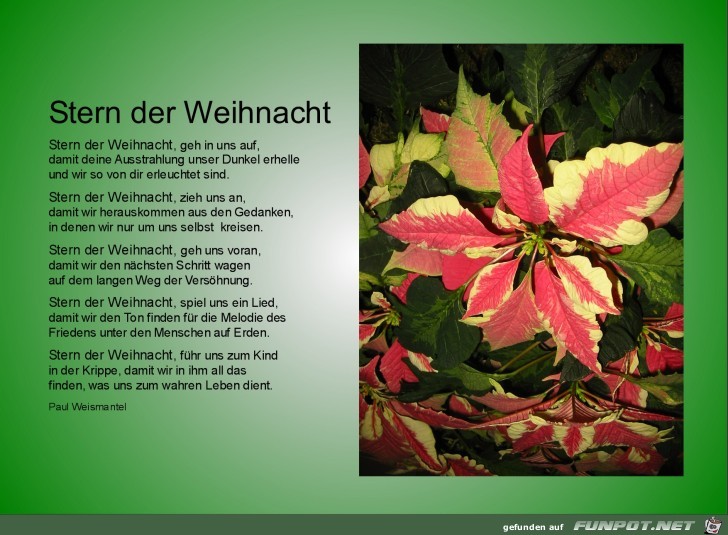 Weihnachtsstern