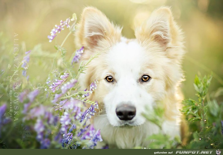 Goldige Hunde-Bilder 19 Goldige Hunde-Bilder 19