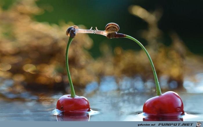 Wunderschne Schnecken!