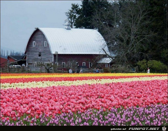 9 Millionen Tulpenzwiebeln!