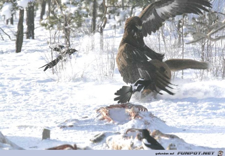 UNBELIEVABLE PICTURES FROM A SITE IN MONTANA TAKEN BY...