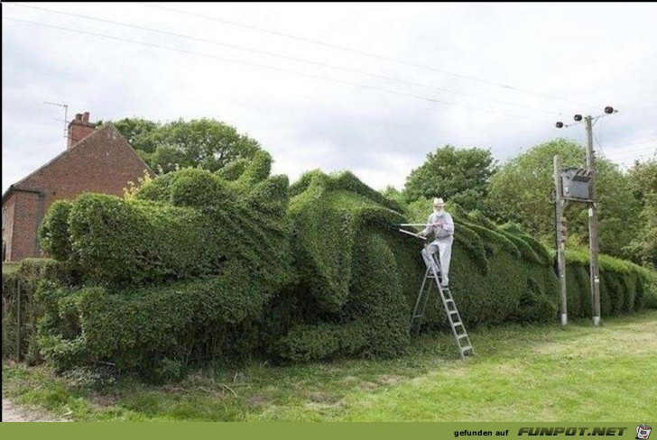drachenrasur drachenrasur