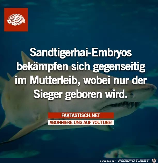 Sieger Sieger