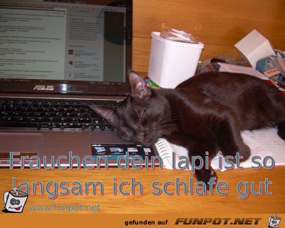 frauchen dein lapi ist so langsam ich schlafe gut frauchen dein lapi ist so langsam ich schlafe gut