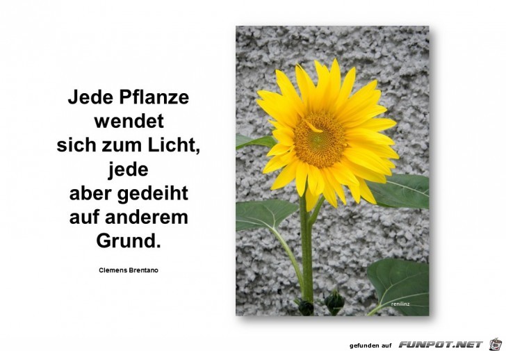 jede Pflanze jede Pflanze
