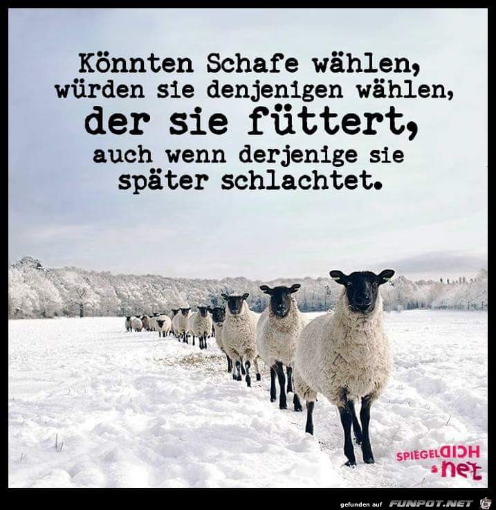 Knnten Schafe whlen