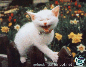 Kitty Laughing