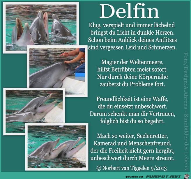 Delfin Delfin