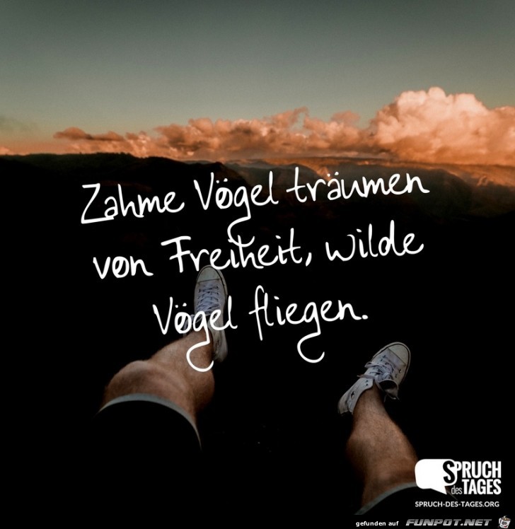 zahme-voegel-