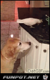 Difference Between Dogs and Cats 19 Difference Between Dogs and Cats 19