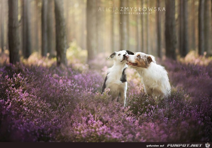 Goldige Hunde-Bilder 16 Goldige Hunde-Bilder 16